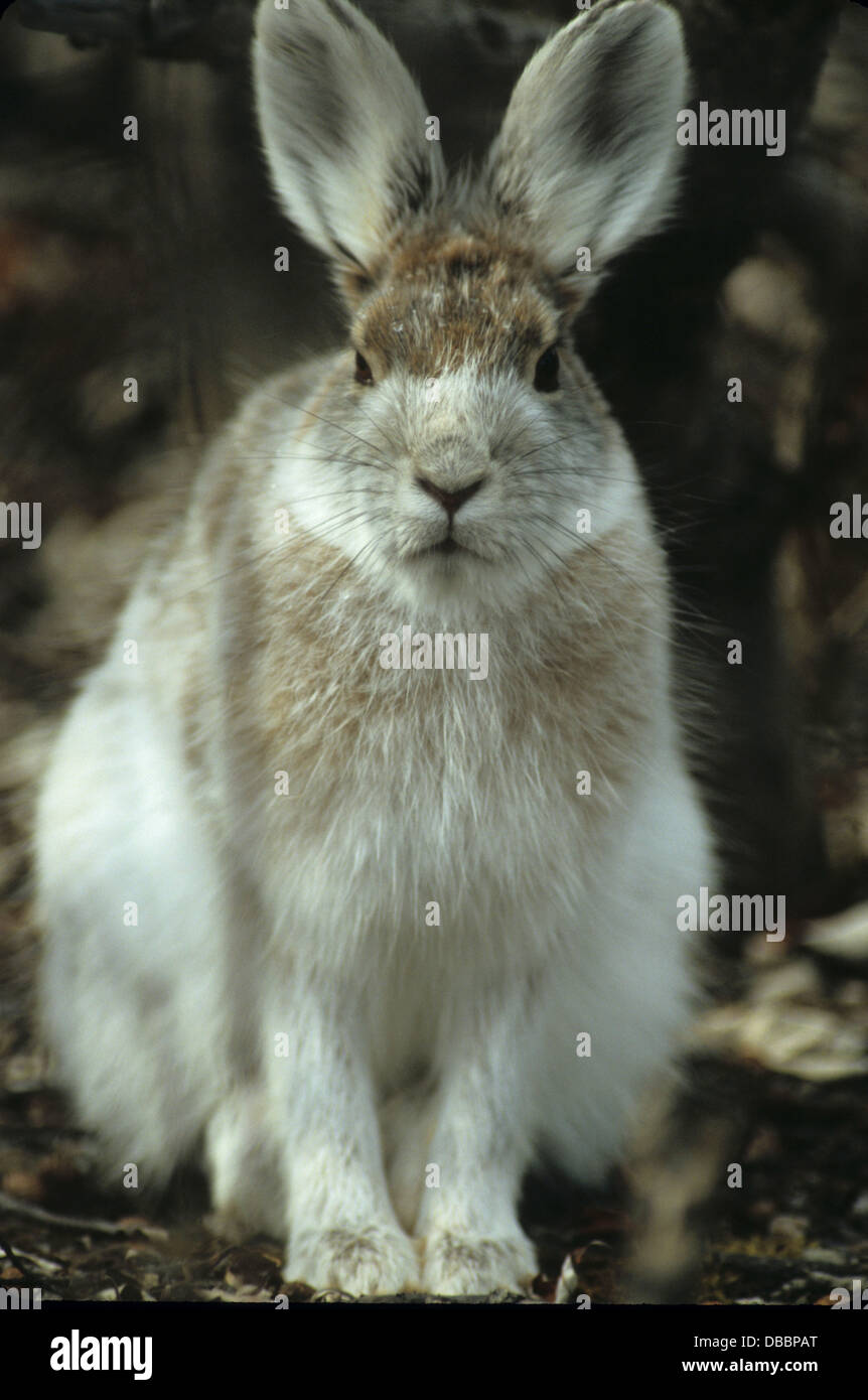 snowshoe hare, snowshoe rabbit, in Interior Alaska, Denali, Mount ...