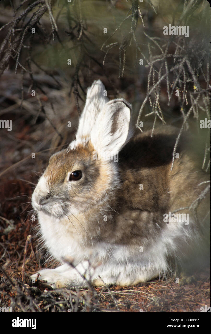 snowshoe hare, snowshoe rabbit, in Interior Alaska, Denali, Mount