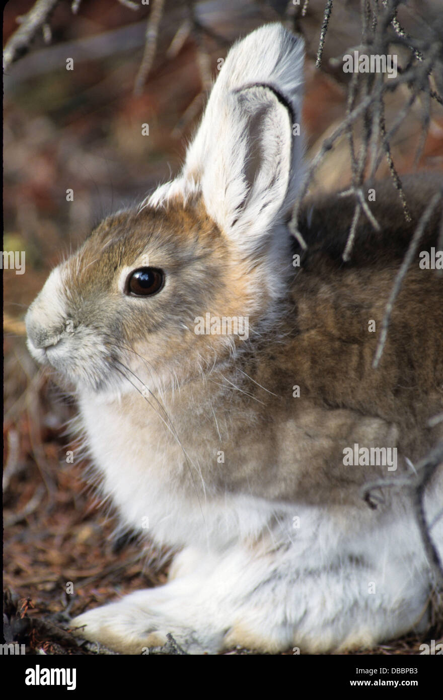 snowshoe hare, snowshoe rabbit, in Interior Alaska, Denali, Mount