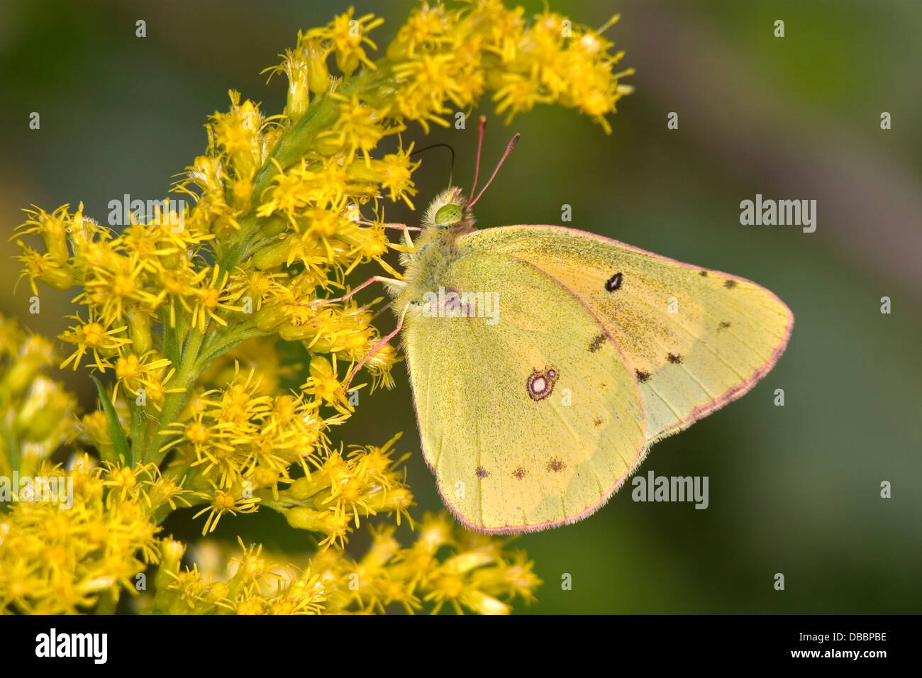 A Yellow Butterfly On Goldenrod Flowers, The Pink-edged Sulphur, Colias interior Stock Photo