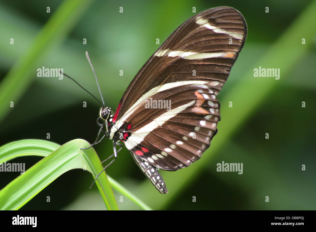 A Butterfly, Longwing, Zebra Heliconian, Heliconius charithonia ...