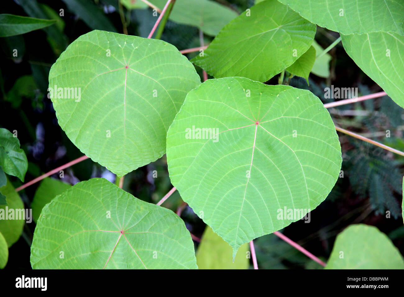 The Heart shaped leaves in the Vegetable garden. Stock Photo