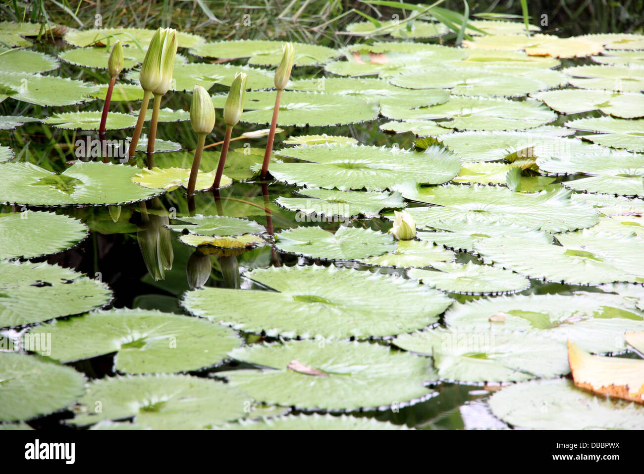 The Lotus not bloom in the pond Stock Photo Alamy