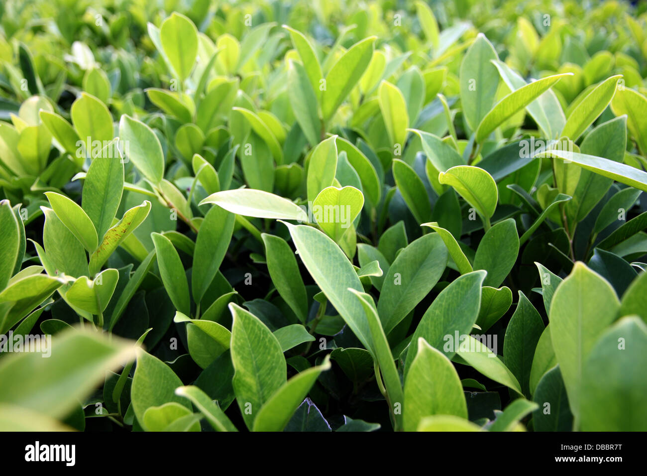 The Green leaves in garden Stock Photo - Alamy