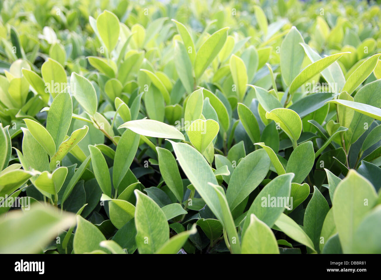 The Green leaves in garden Stock Photo - Alamy