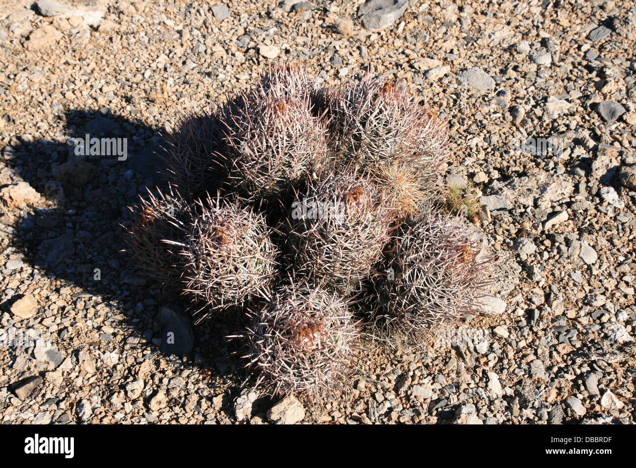 desert cactus clump on flat gravel plain Stock Photo