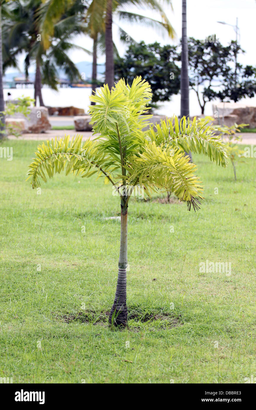 Parma tree to small in the garden. Stock Photo