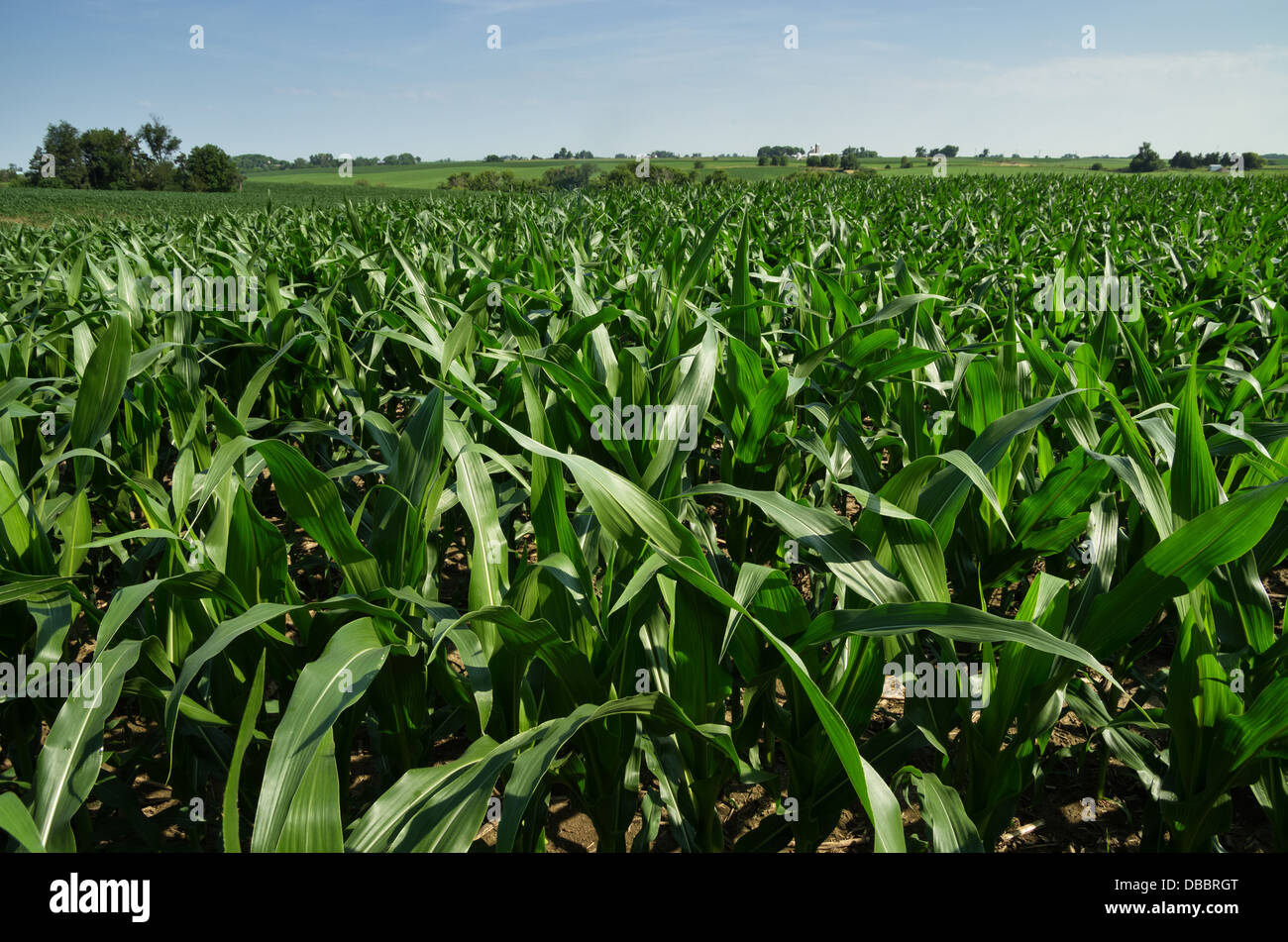 Iowa cornfield in july with distant trees and farm buildings Stock