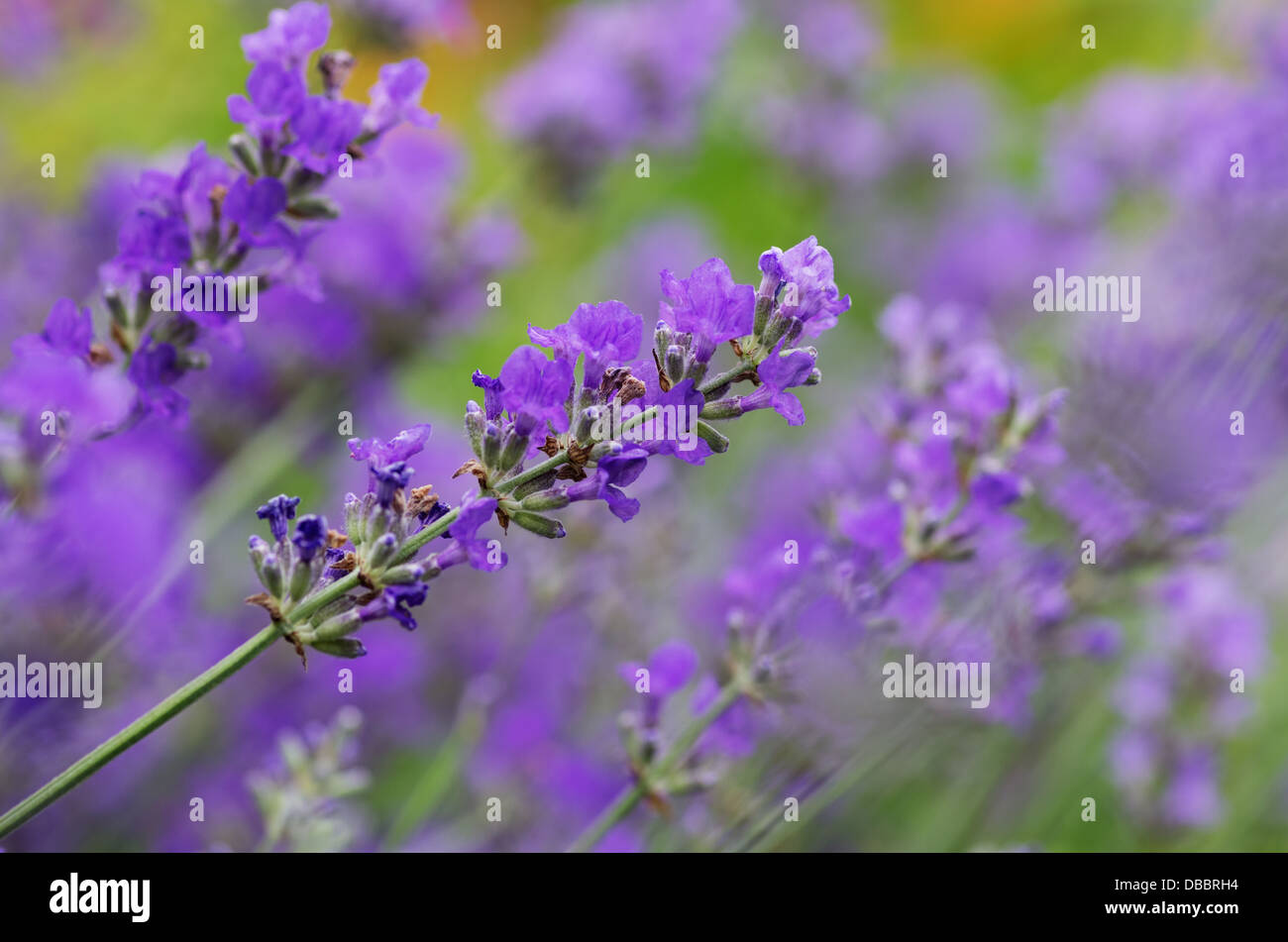 lavender flowers with shallow depth of field Stock Photo