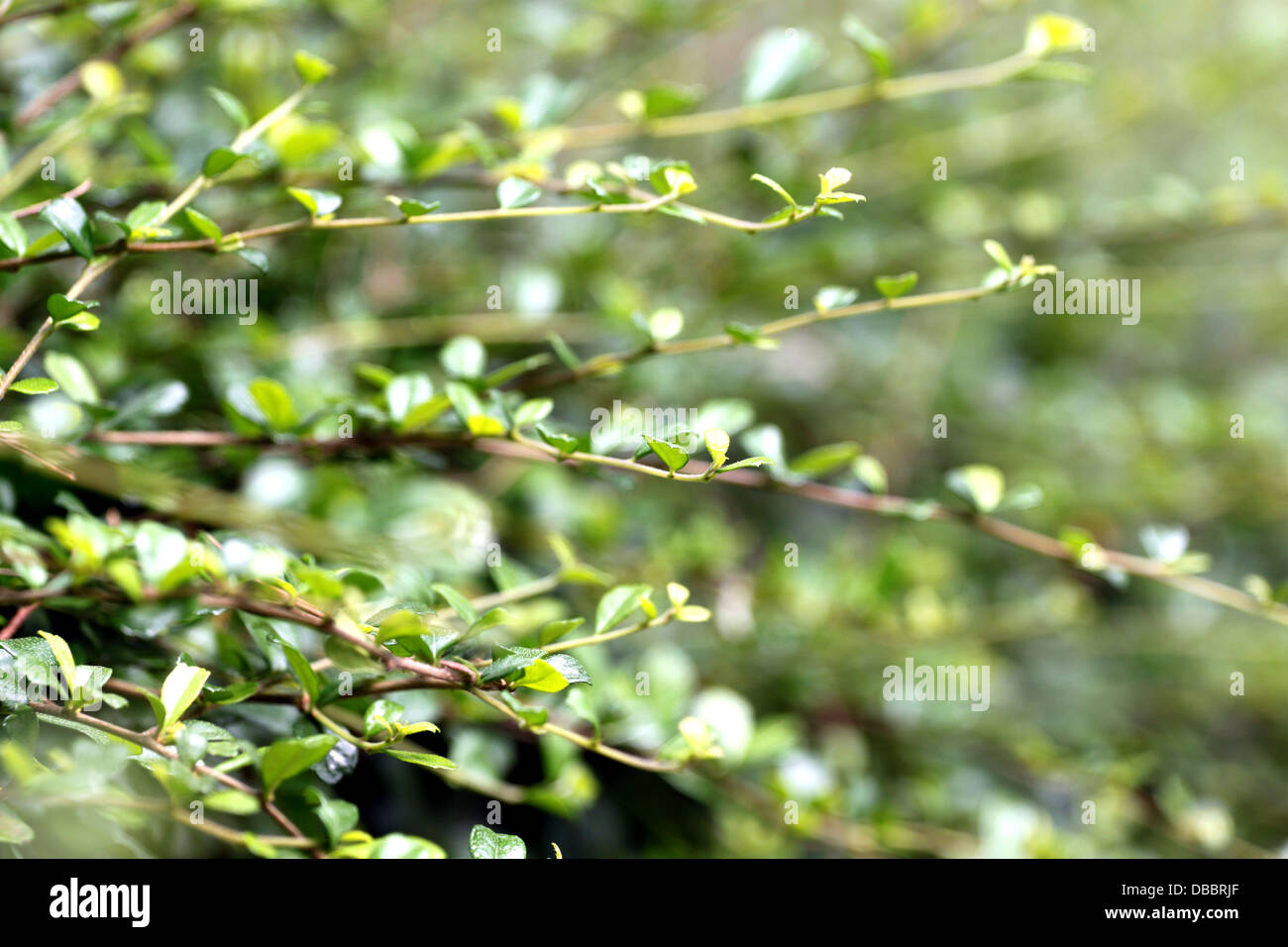 Boundary park hires stock photography and images Alamy