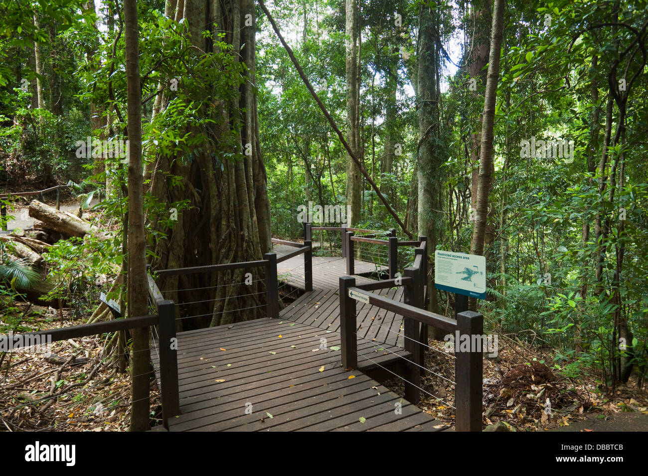 Rainforest walk in Springbrook National Park. Gold Coast Hinterland, Queensland, Australia Stock Photo