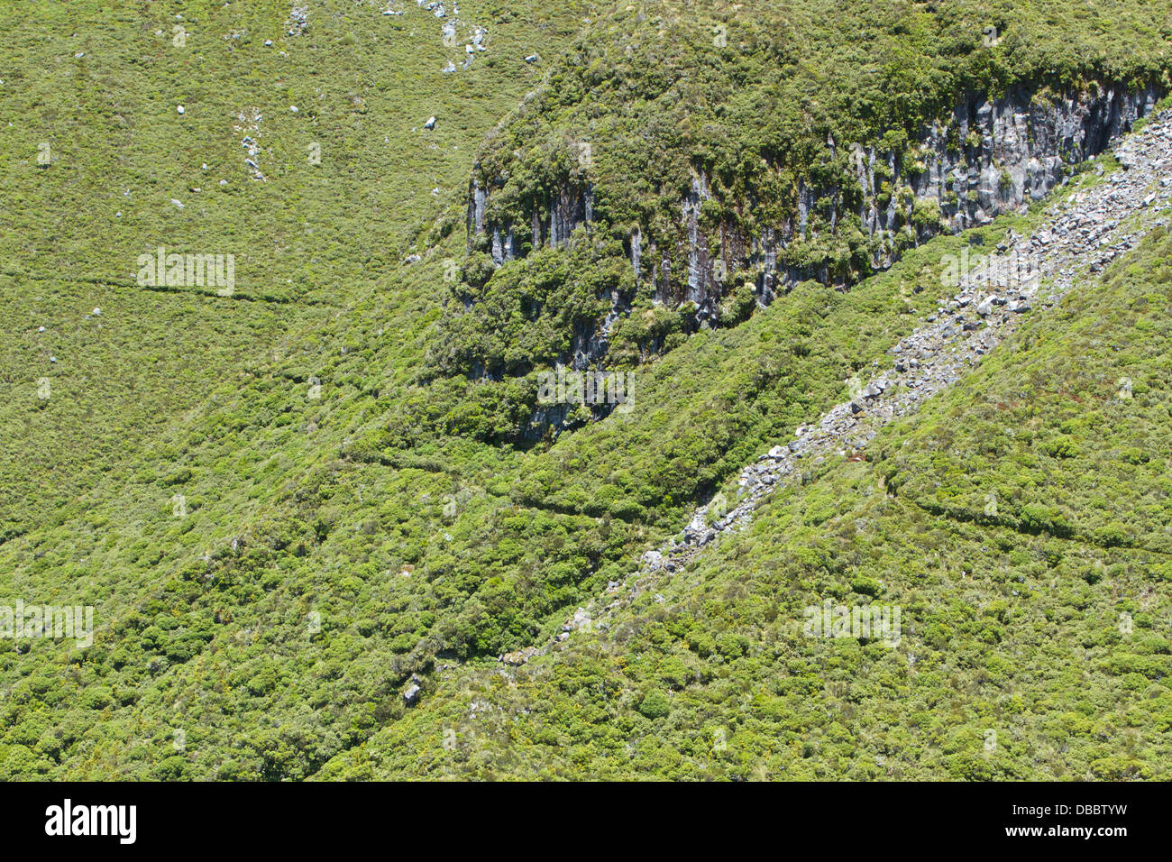 View of the Holly Hut Track, on the slopes of Mount Taranaki, Egmont National Park, New Zealand. Stock Photo