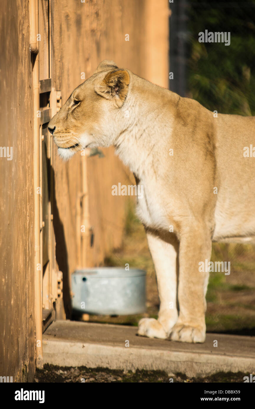 A a female lion looking through a fence waiting to be fed. Stock Photo