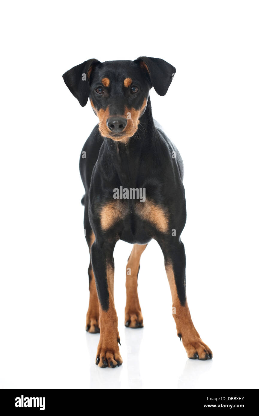 German pinscher dog isolated on white Stock Photo Alamy