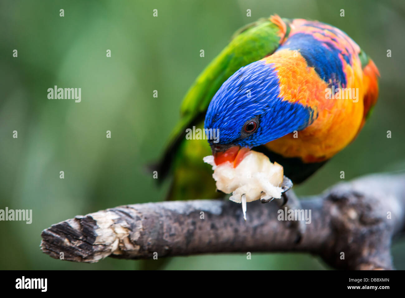 A closeup of colorful parrots feeding Stock Photo