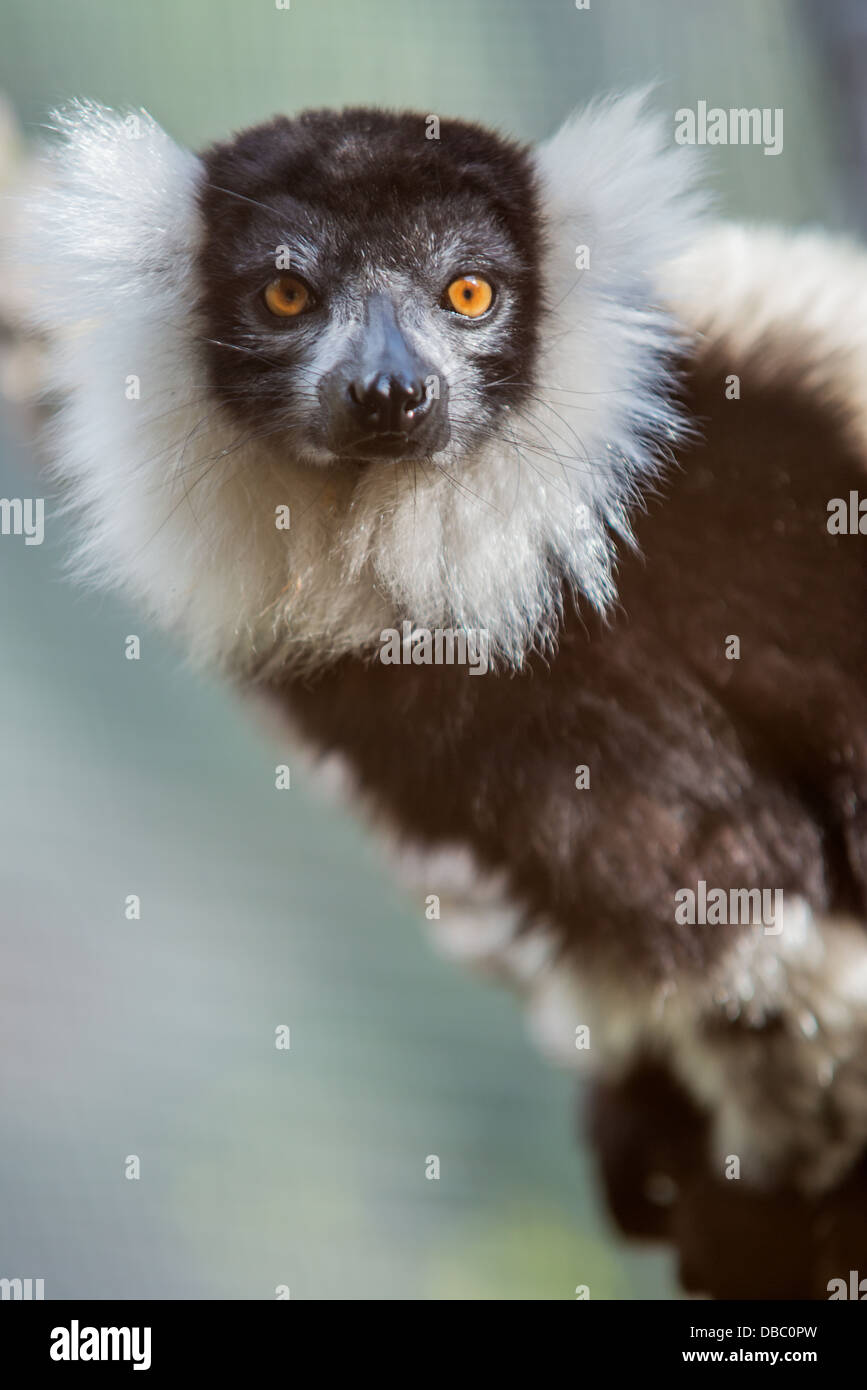 Close up portrait of Black and White Ruffed Lemur Stock Photo