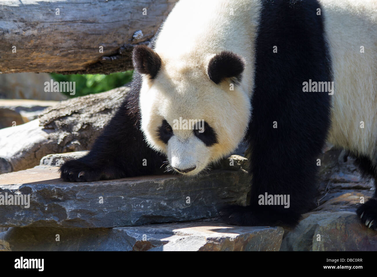 Black and white panda at the Adelaide Zoo in Australia Stock Photo