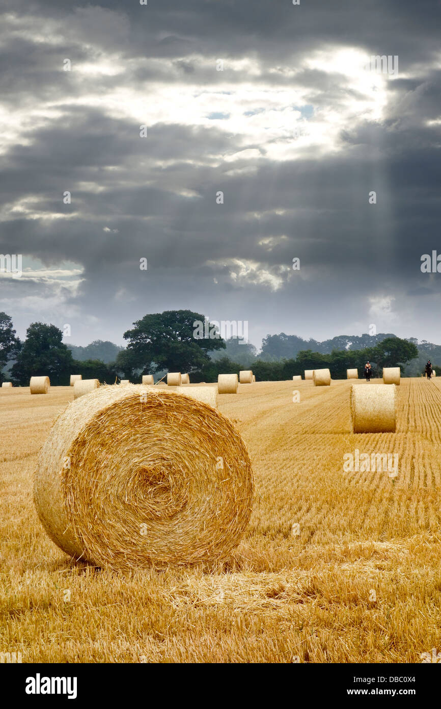 After harvest circle straw bales in stubble field Stock Photo - Alamy