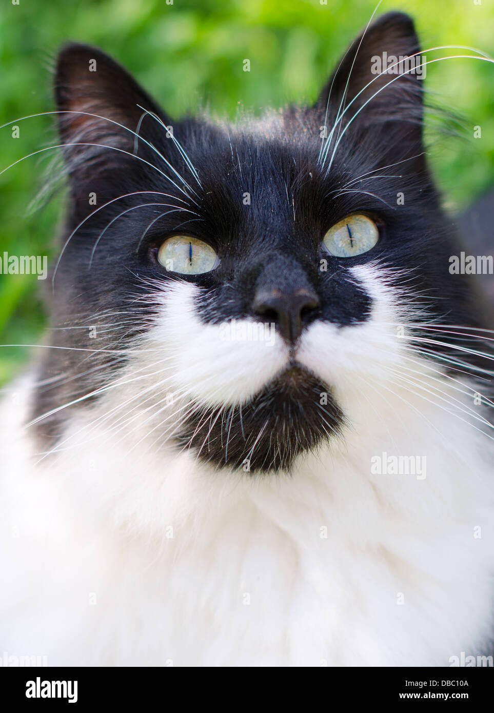 Black And White Cat Portrait Outdoors Stock Photo Alamy black-and-white-cat-portrait-outdoors-stock-photo-alamy