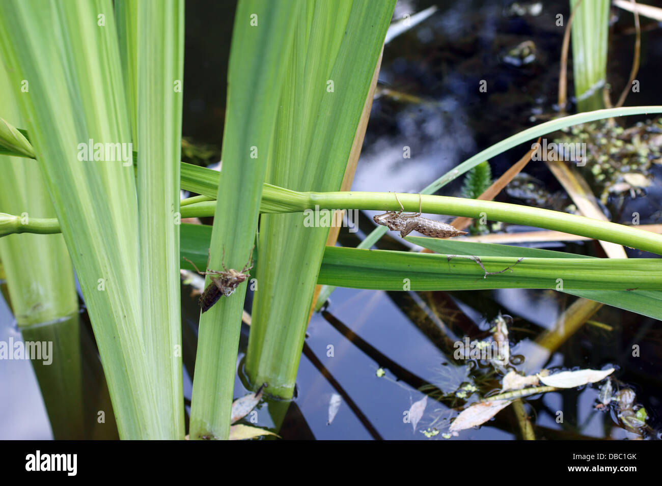 Dragonflies Exoskeleton Stock Photo
