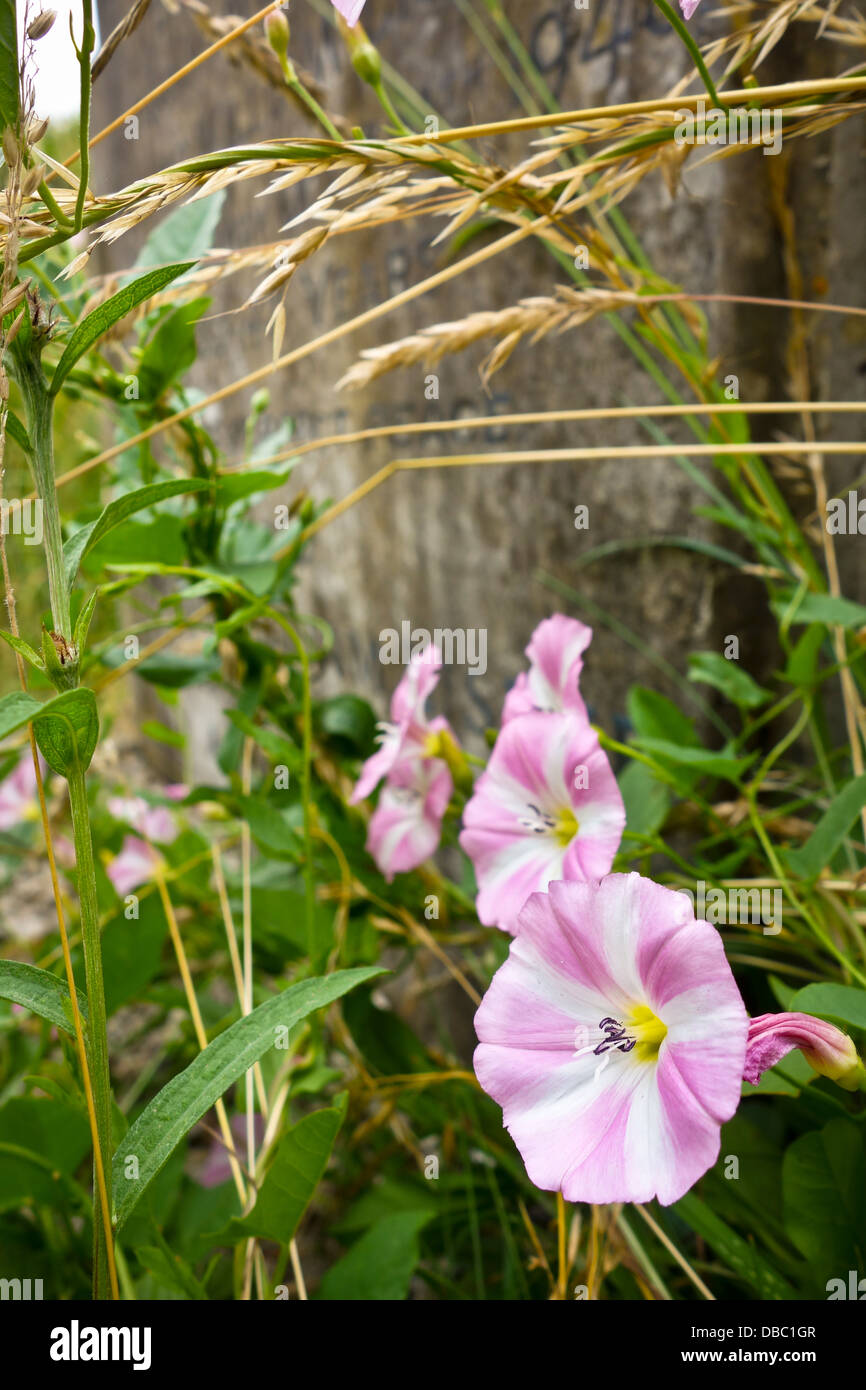 Field Bindweed convolvulus arvensis Stock Photo Alamy