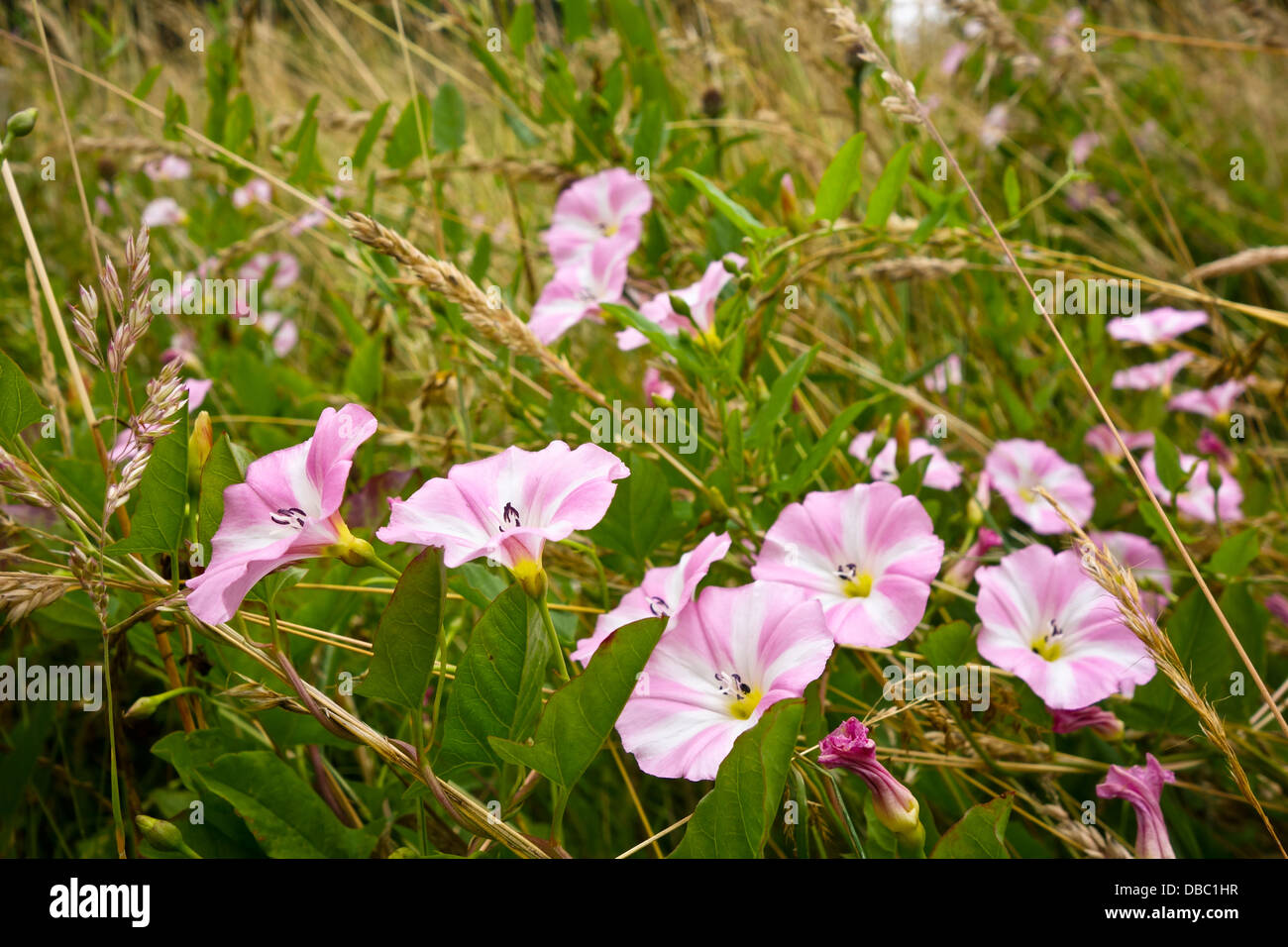 Field Bindweed convolvulus arvensis Stock Photo Alamy