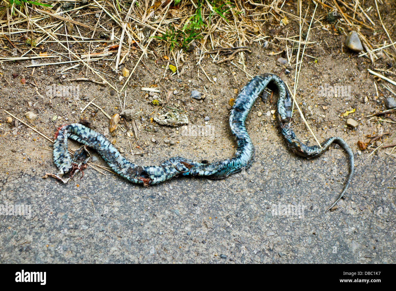 File:Natrix natrix playing dead.jpg - Wikimedia Commons