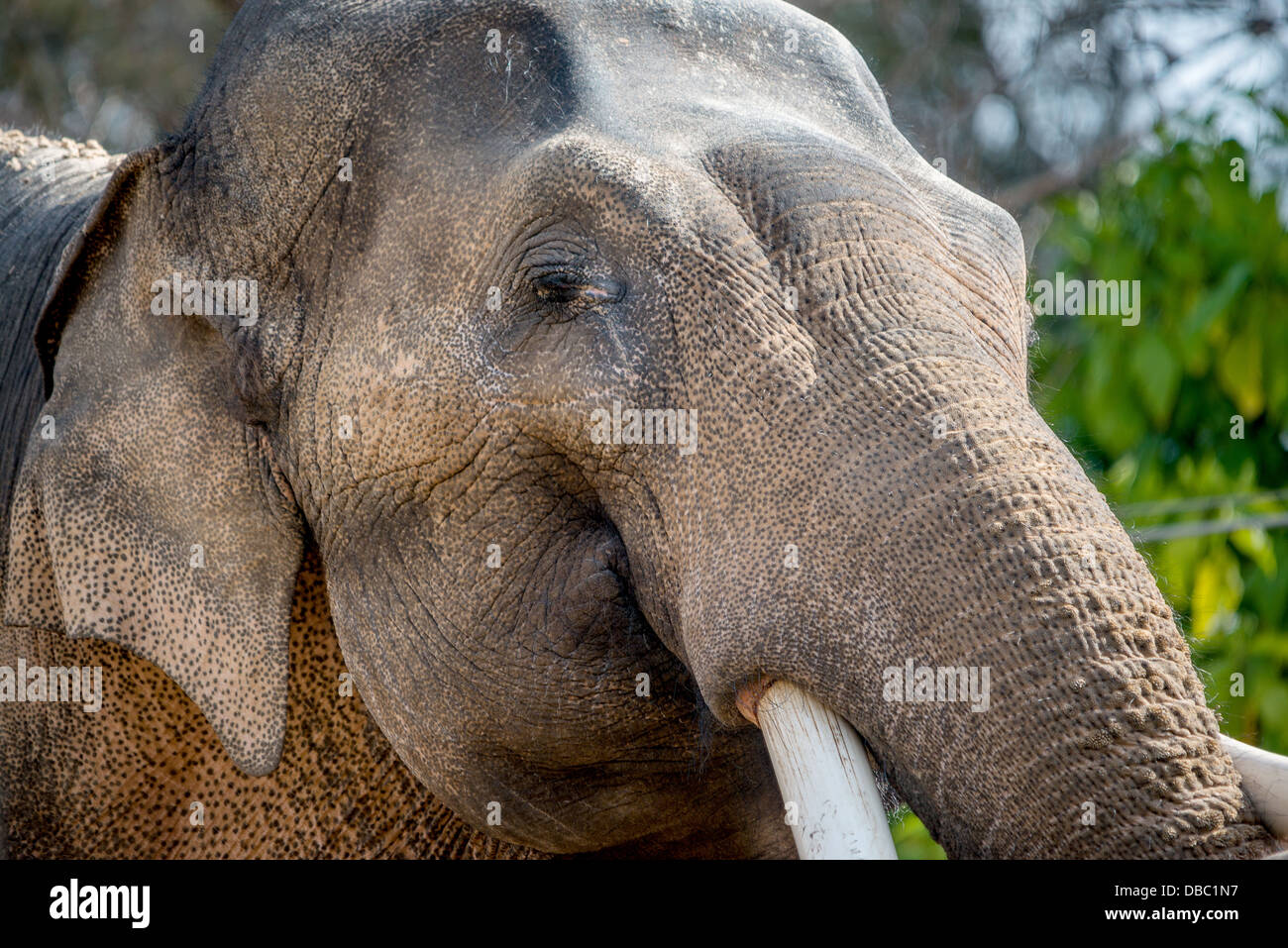 A male elephant closeup in its enclosure at an Australian zoo Stock