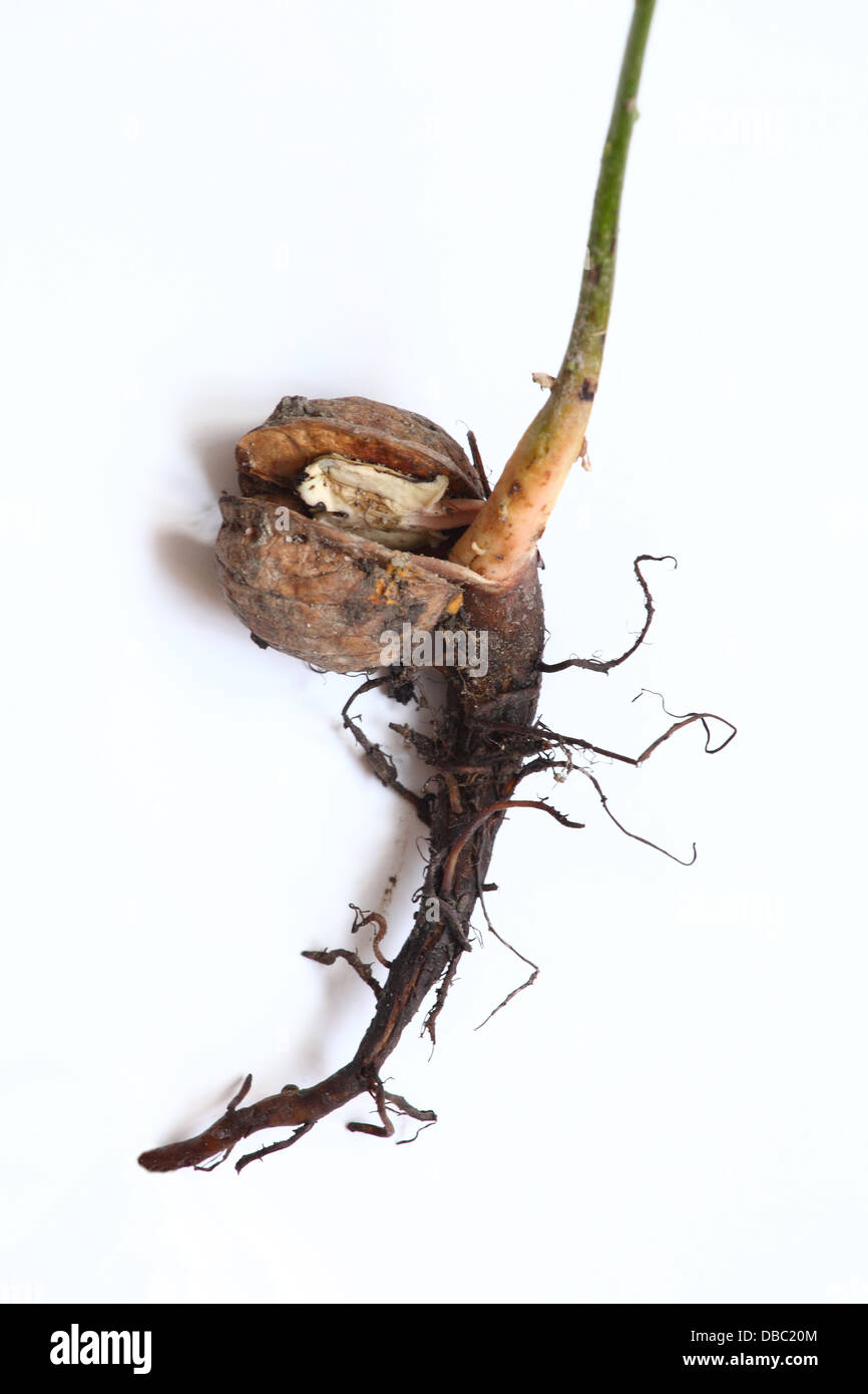The roots of young English walnut (Juglans regia) tree. Stock Photo