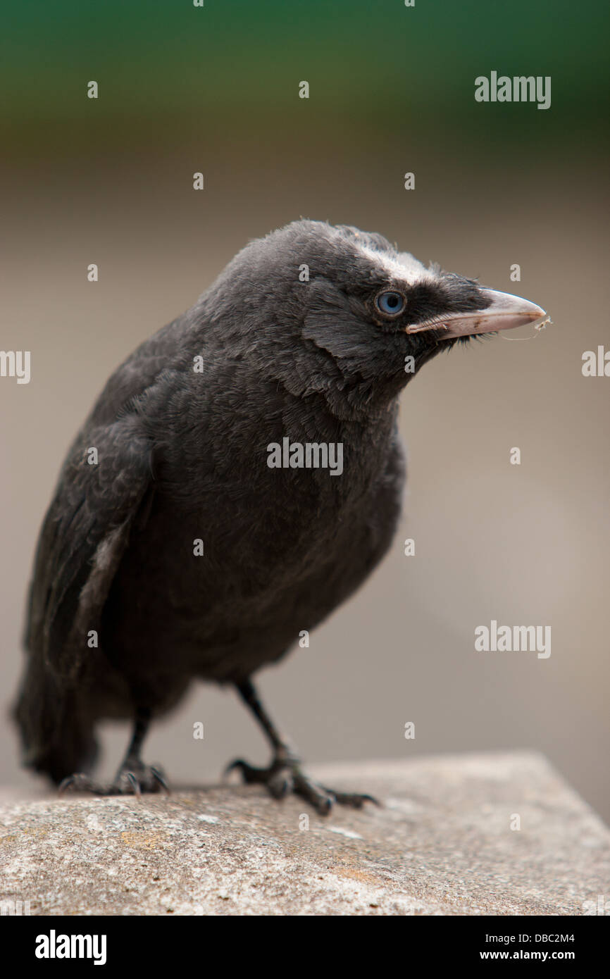 Young crow bird hi-res stock photography and images - Alamy