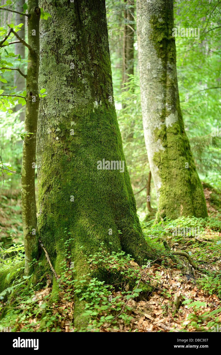 View of moss covered ground at European spruce taiga forest ( Picea Abies )  at Summer, Finland Stock Photo - Alamy