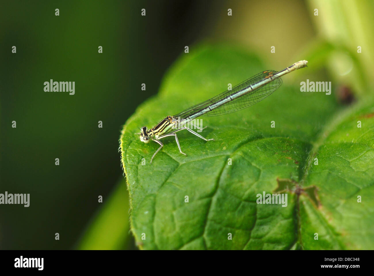 A white-legged damselfly on a green leaf UK Stock Photo - Alamy