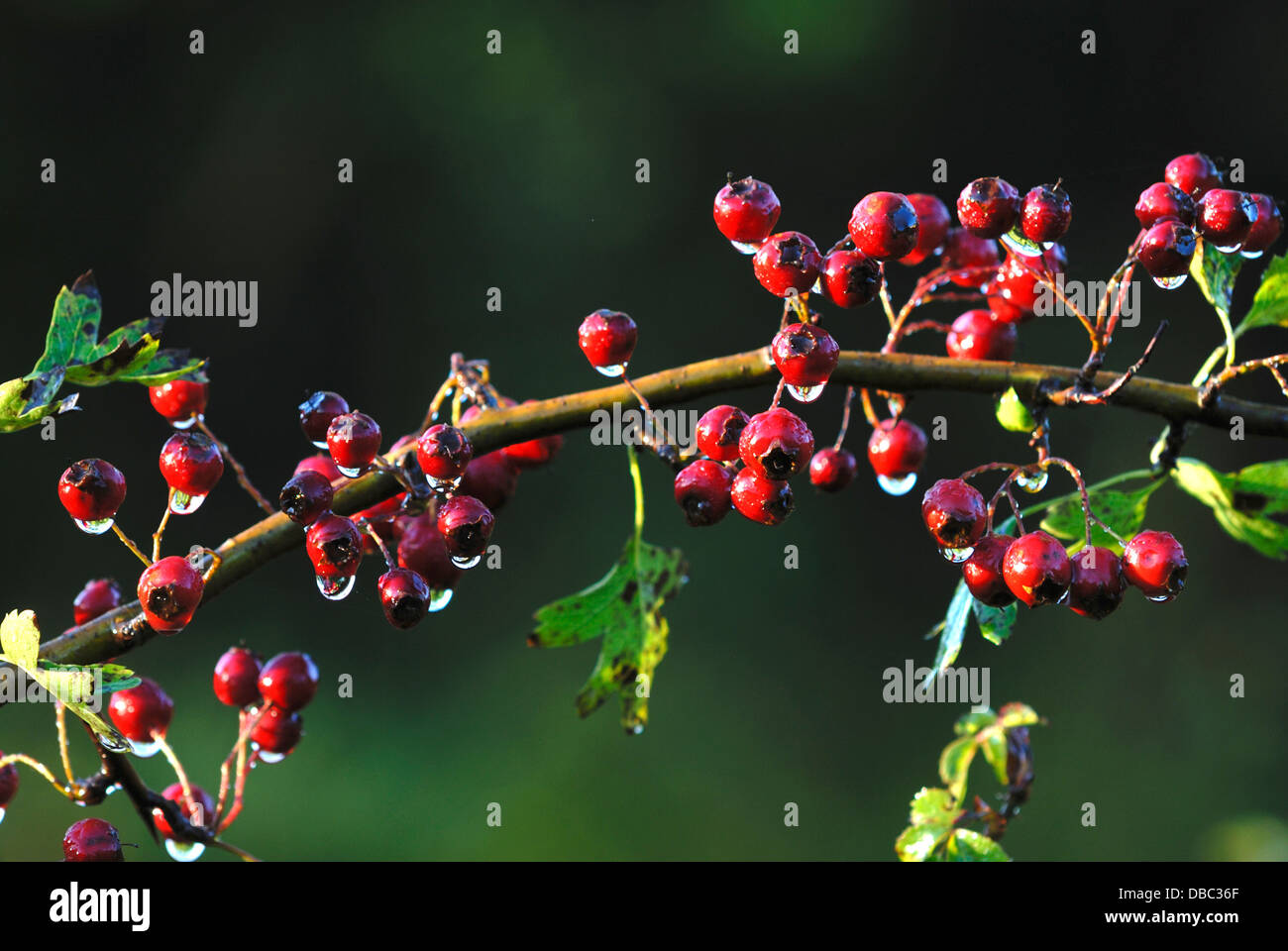 Red berry tree hi-res stock photography and images - Alamy
