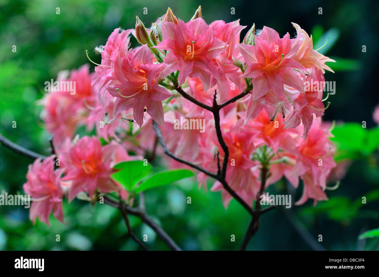 Pink Rhododendron 'Norma' blossom close up Stock Photo