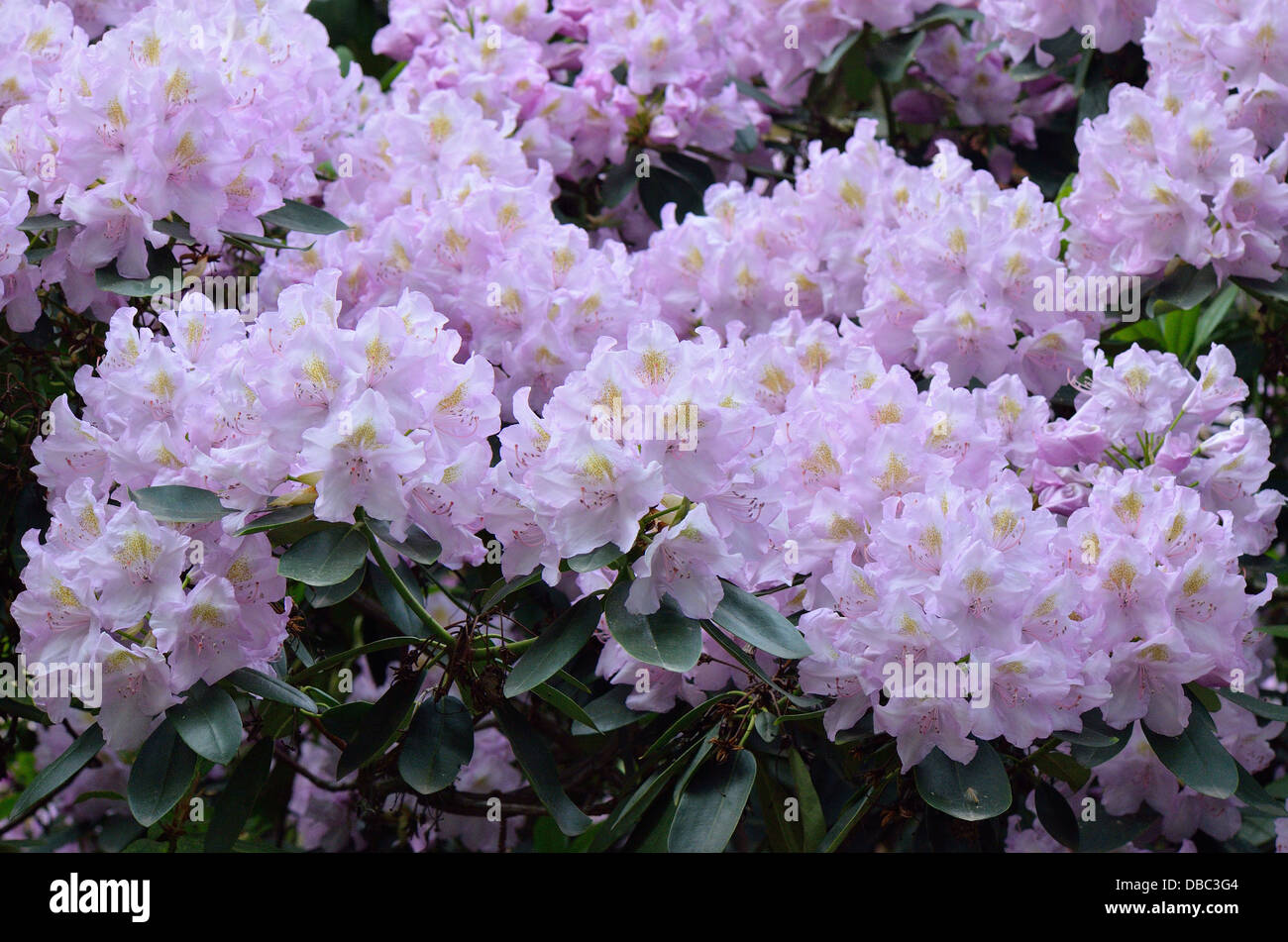 Pale purple violet Rhododendron 'Allah' blossom Stock Photo