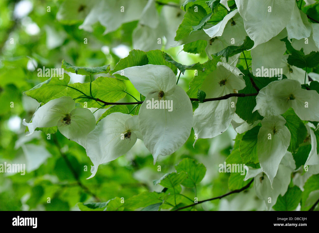 Handkerchief tree white flowers Davidia involucrata Stock Photo