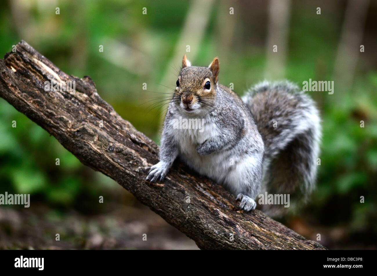 A grey squirrel in a tree UK Stock Photo