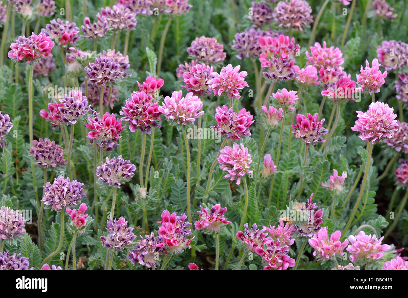 Anthyllis montana flowers close up Stock Photo