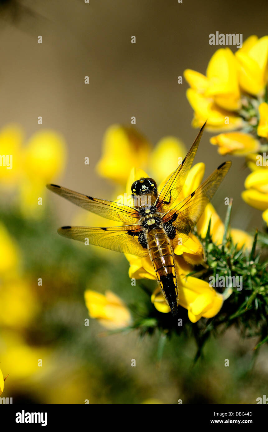 A four-spotted chaser dragonfly on yellow gorse flowers UK Stock Photo