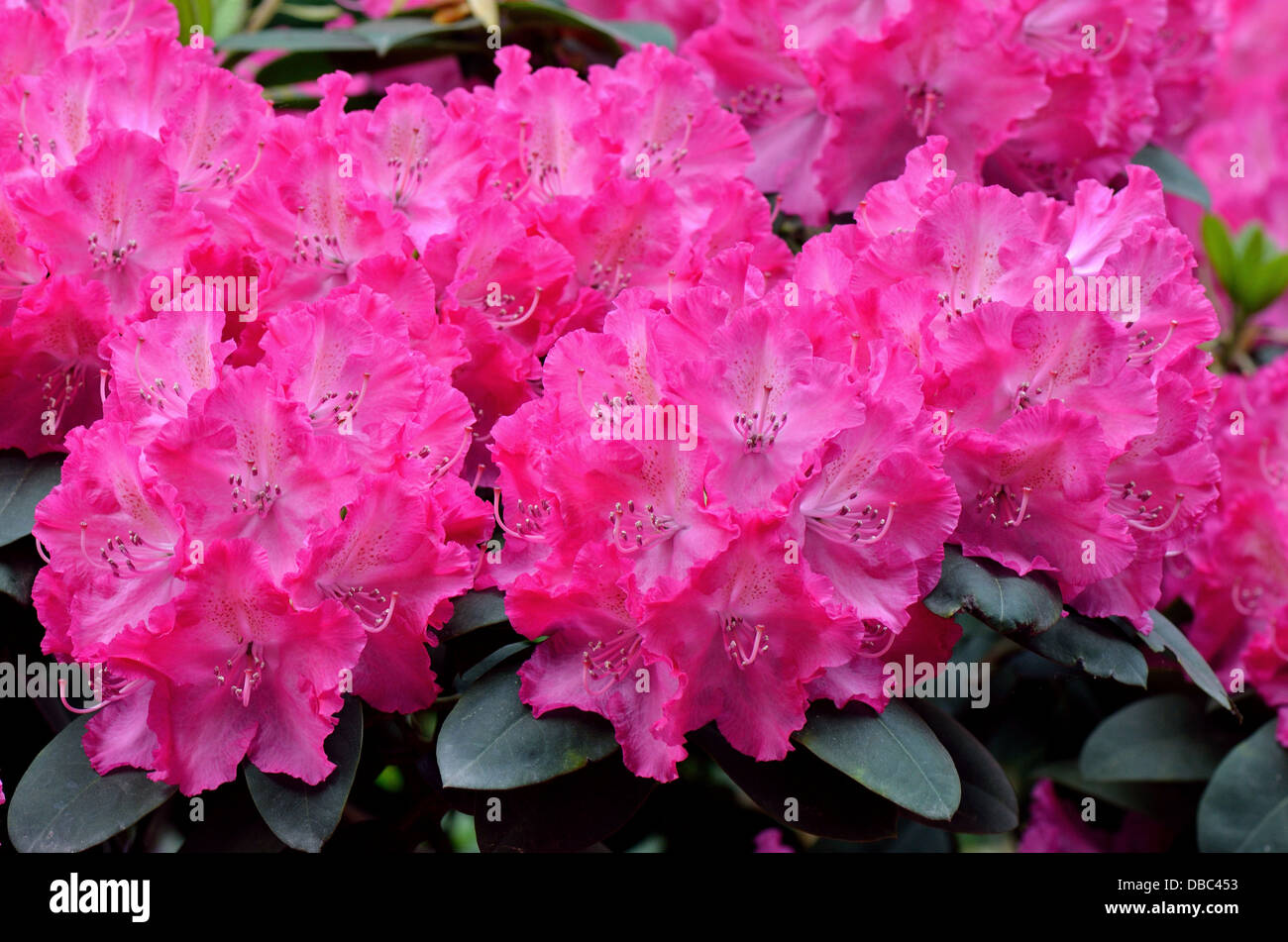 Pink purple rich Rhododendron Germania blossom Stock Photo