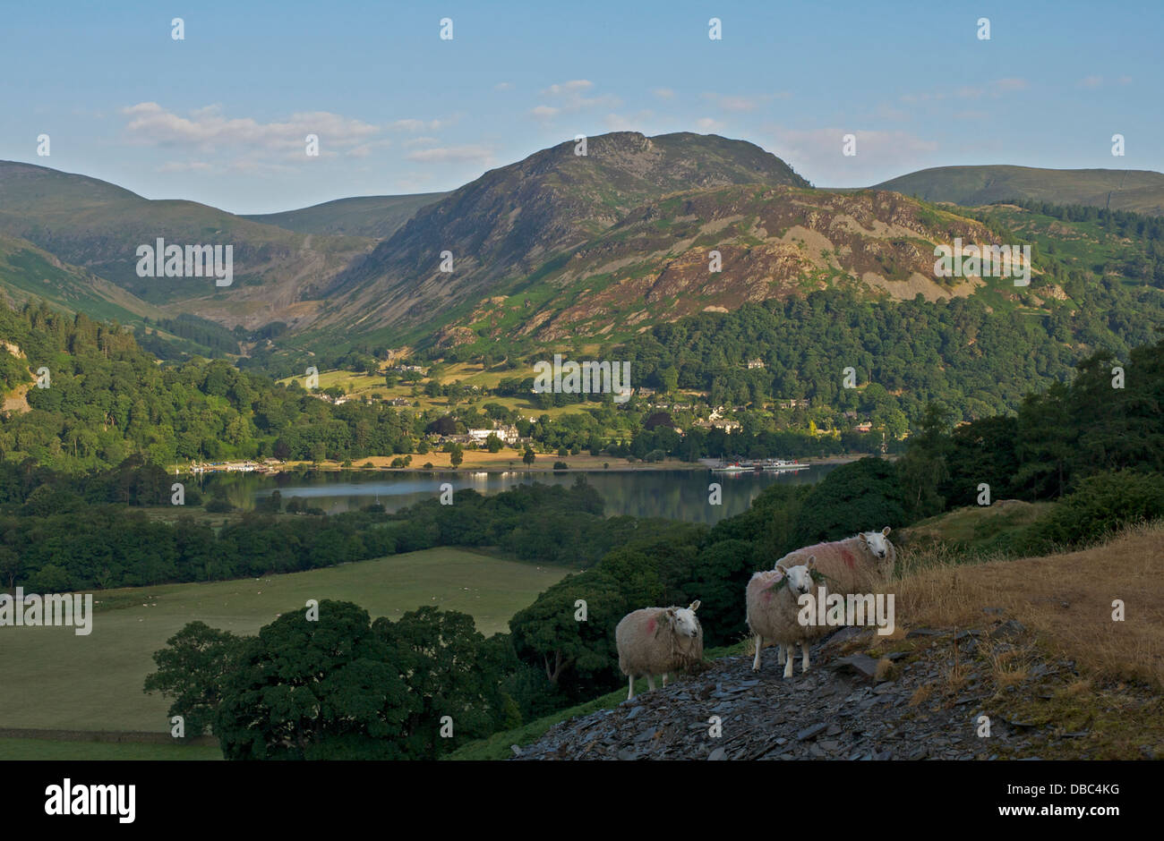 Three sheep on hillside, overlooking Ullswater and the village of Glenridding, Lake District National Park, Cumbria, England UK Stock Photo