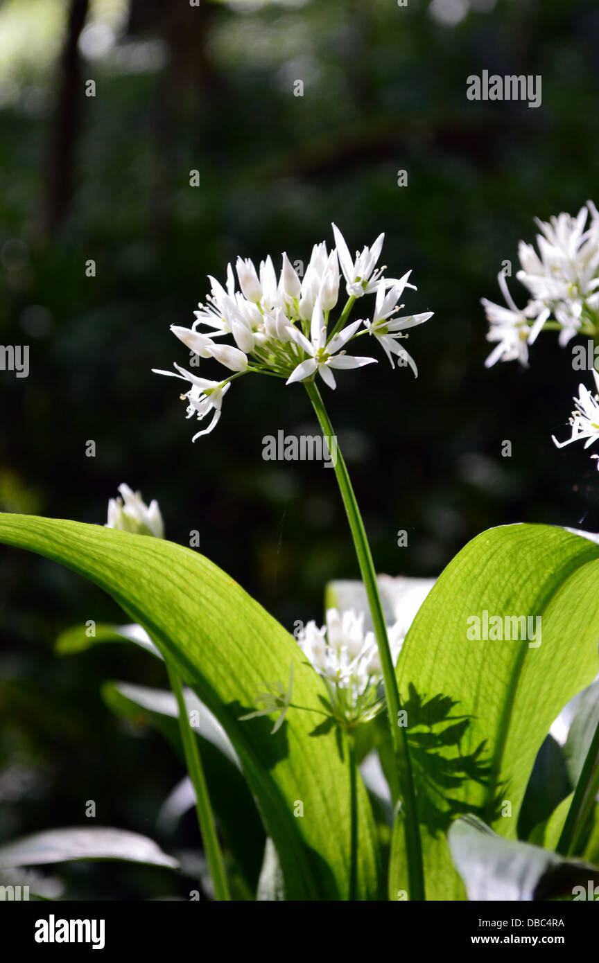 Wild Garlic Blossom in Strid Wood on the Dales Way Long Distance Footpath Wharfedale Yorkshire Stock Photo