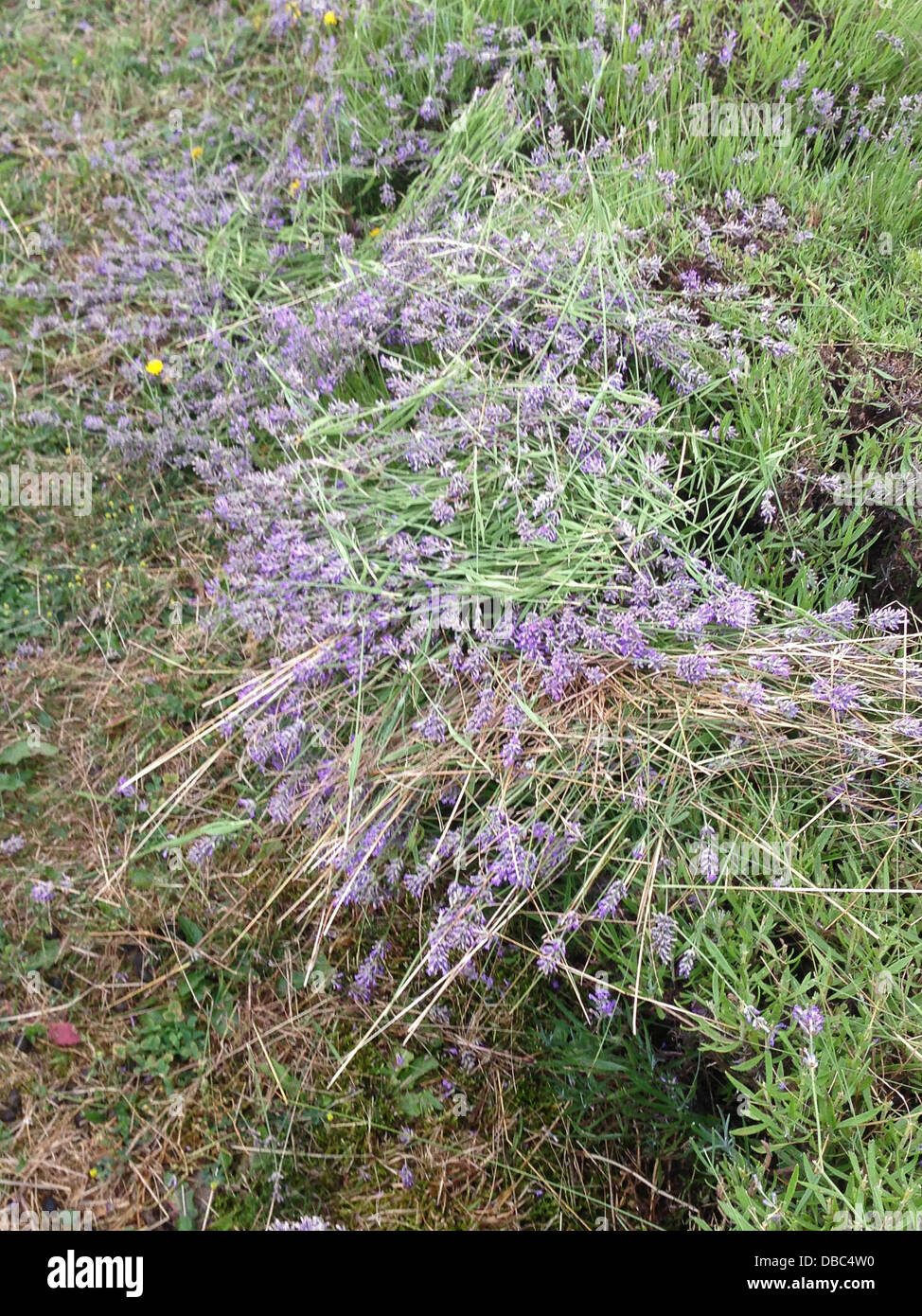 Rainford, Lancashire, UK, 28th July 2013. Lavender Harvest. Lavender harvested and awaiting for collection by volunteers Credit:  Sue Burton/Alamy Live News Stock Photo