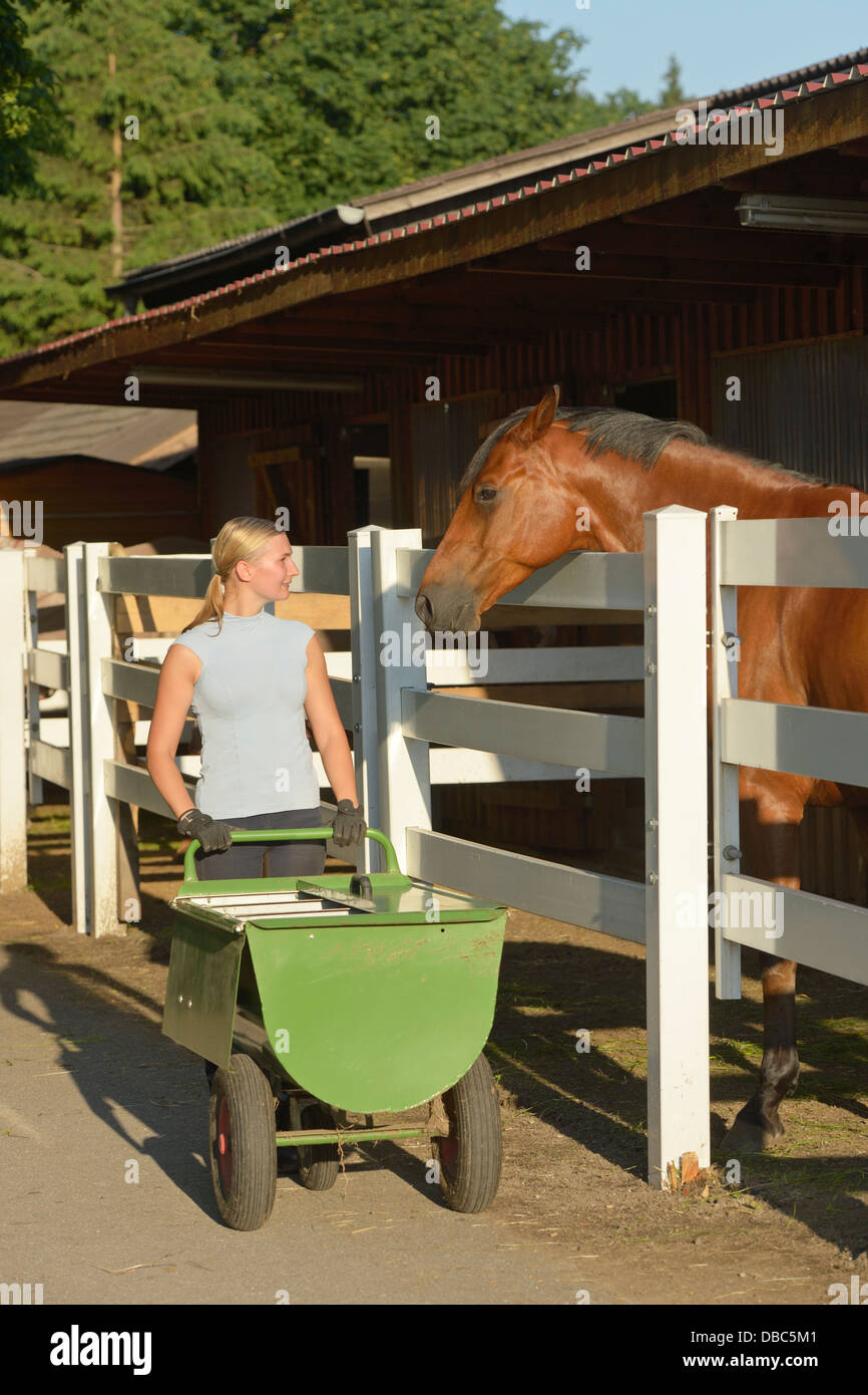 Feeding horses Stock Photo
