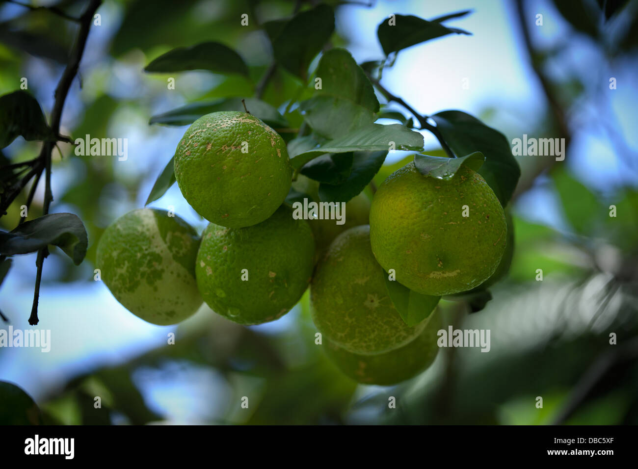 Green lemons growing on lemon tree in an organic fruit plantation