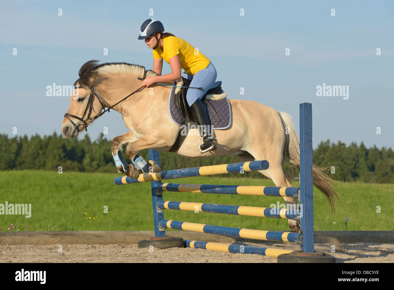 Young rider on back of a Norwegian Fjord horse jumping, knock down Stock  Photo - Alamy