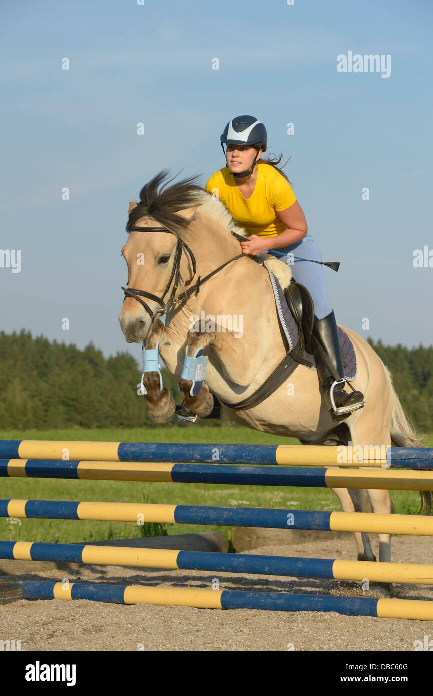 Fjord horse jumping hi-res stock photography and images - Alamy