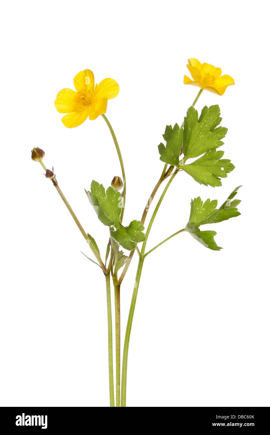 Buttercup, Ranunculus, flowers buds and foliage isolated against white Stock Photo
