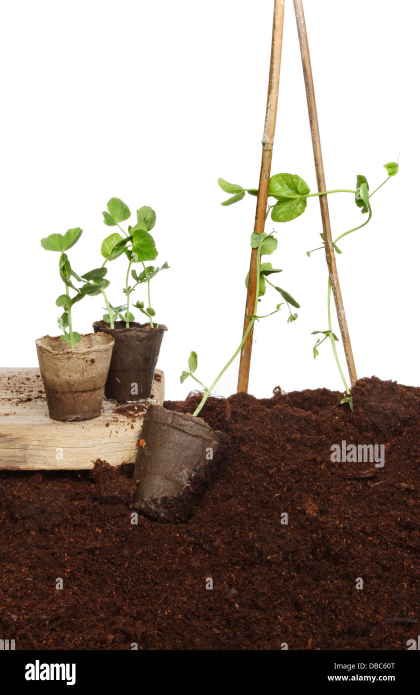 Sweet pea plants freshly planted in earth and on a wooden board Stock Photo