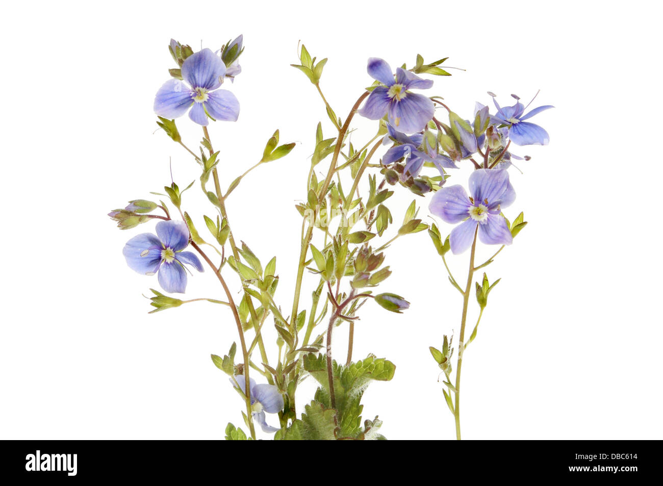 Speedwell topix